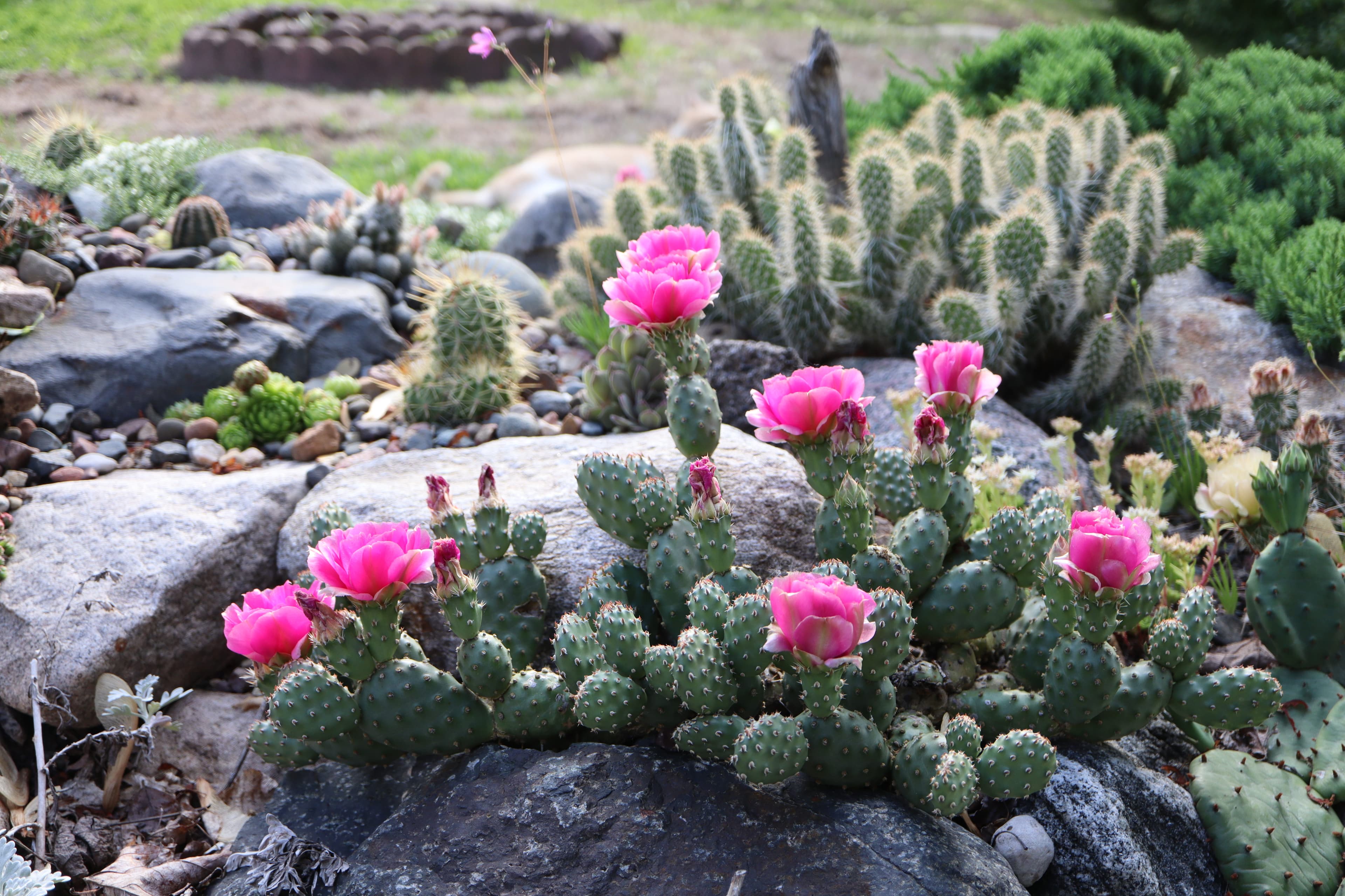 Opuntia debreczyi ADR