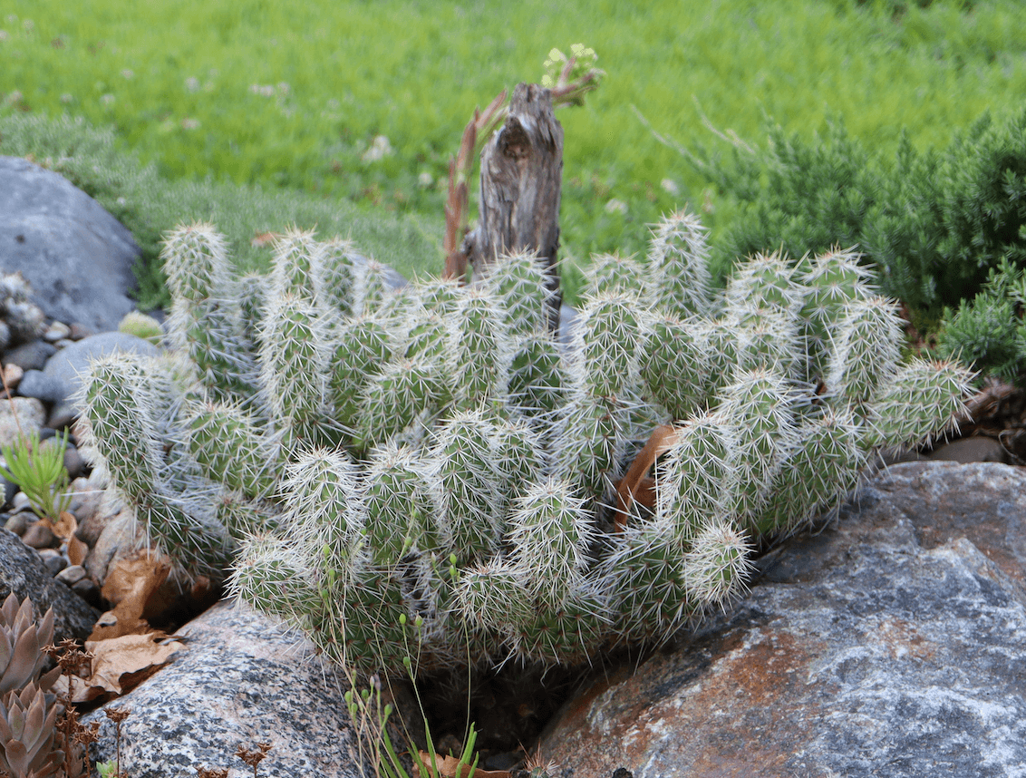 Opuntia 'Peter Pan'
