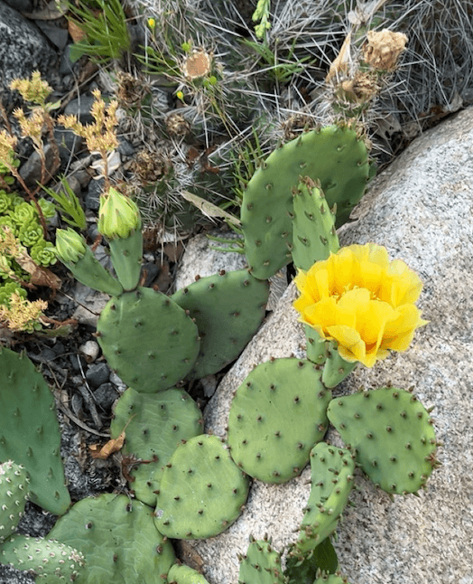 Minnesota native cactus