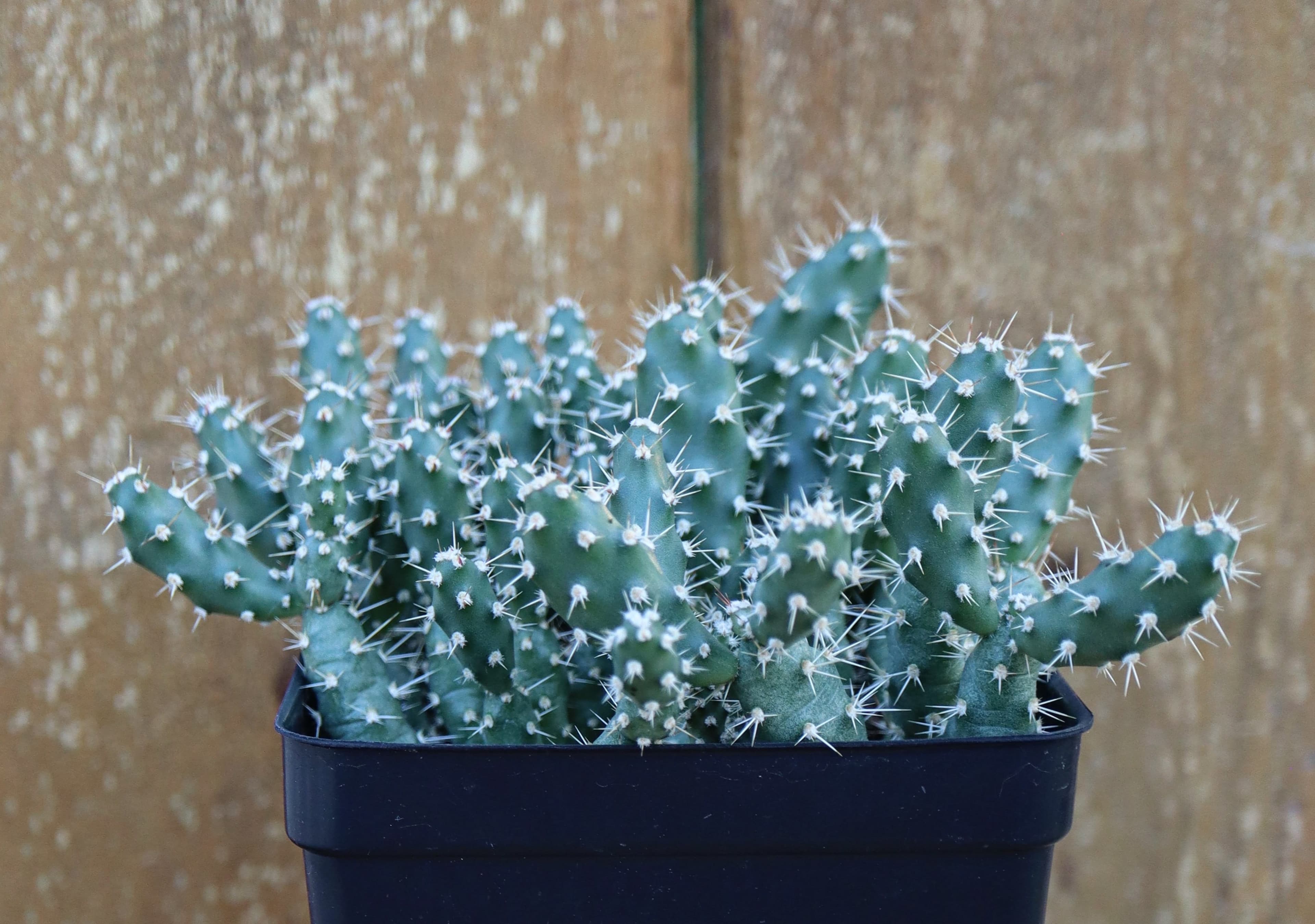 Opuntia fragilis 'Lake of the Woods'