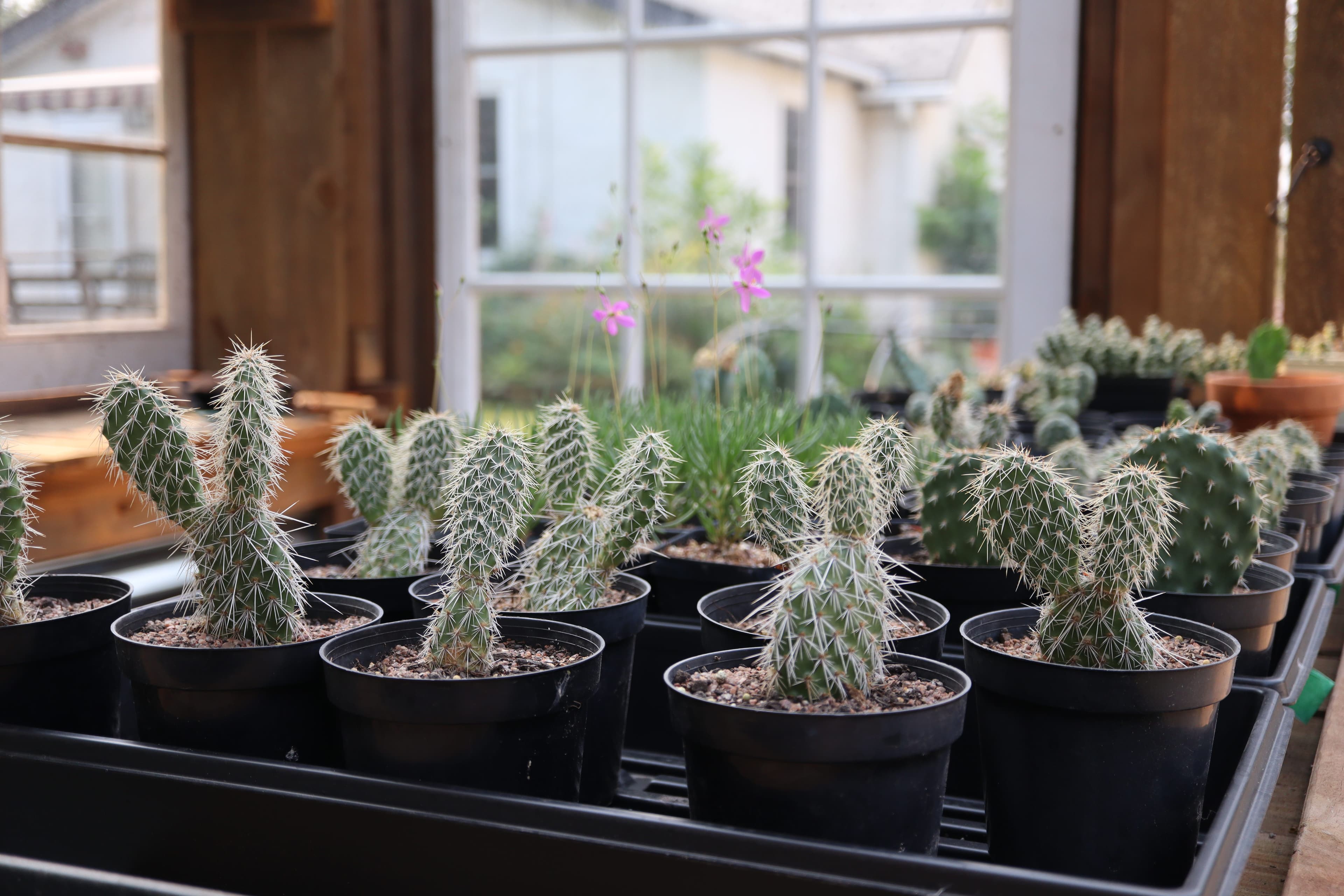 Opuntia 'Peter Pan'