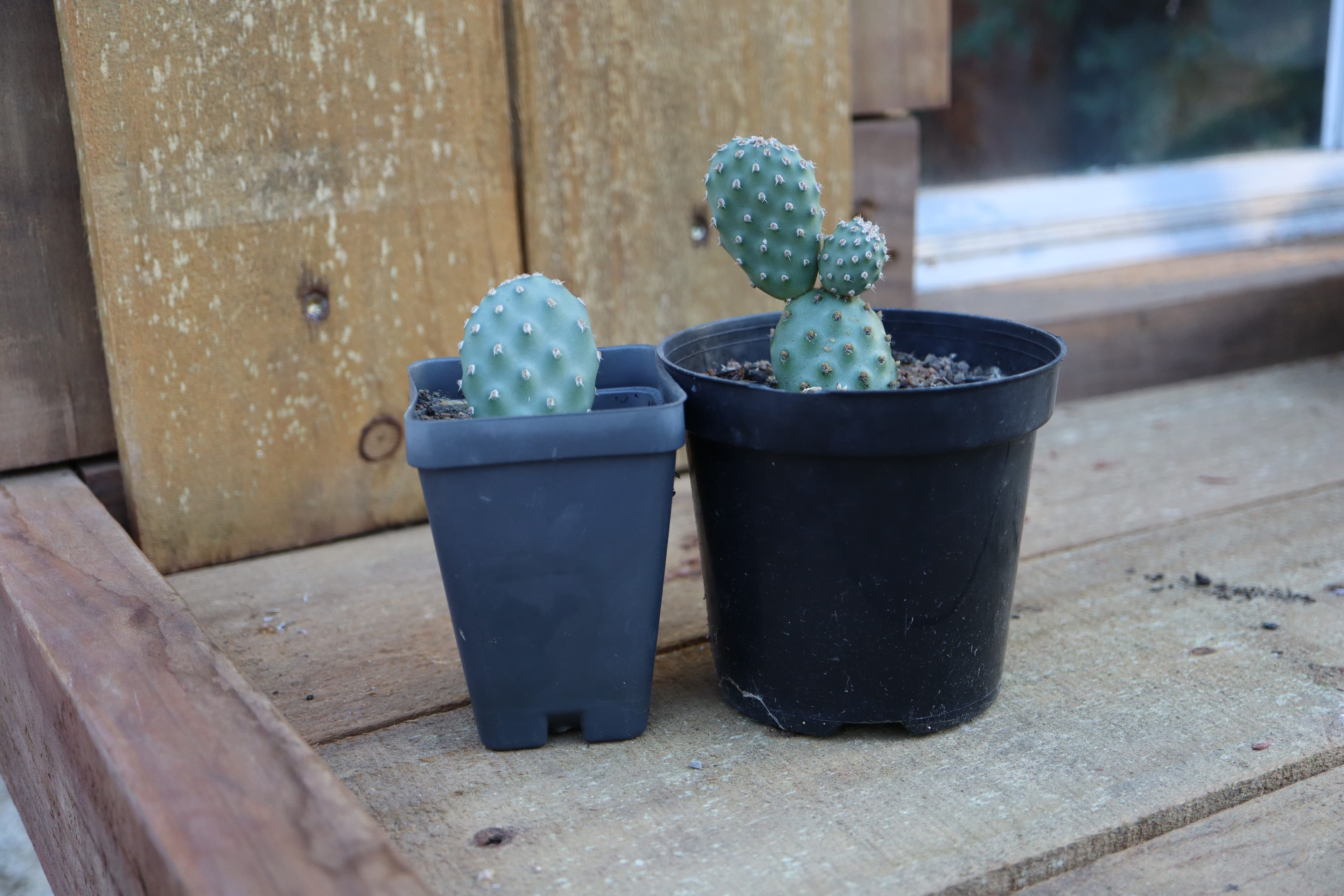 Opuntia debreczyi ADR