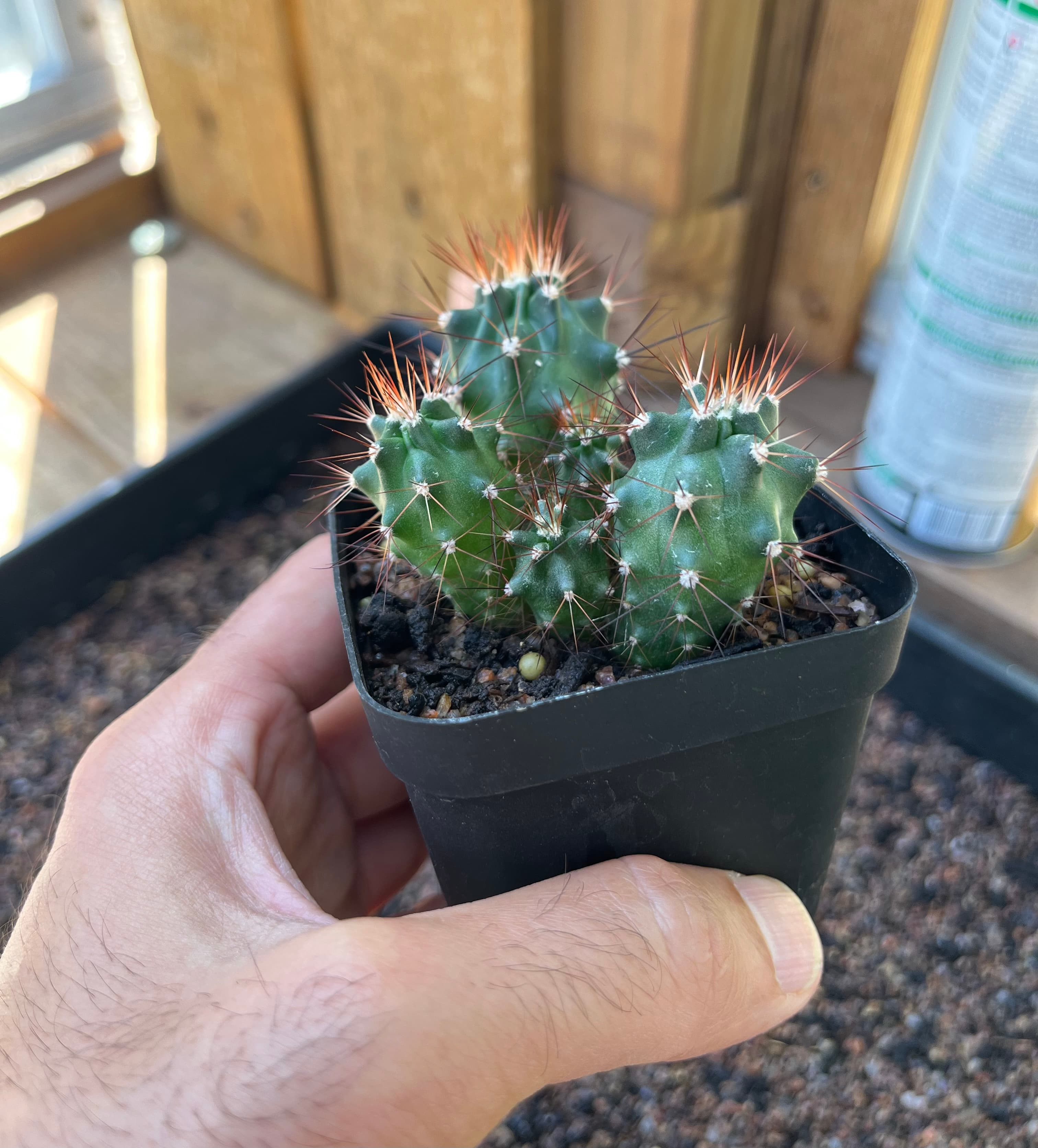 Scarlet Hedgehog Cactus