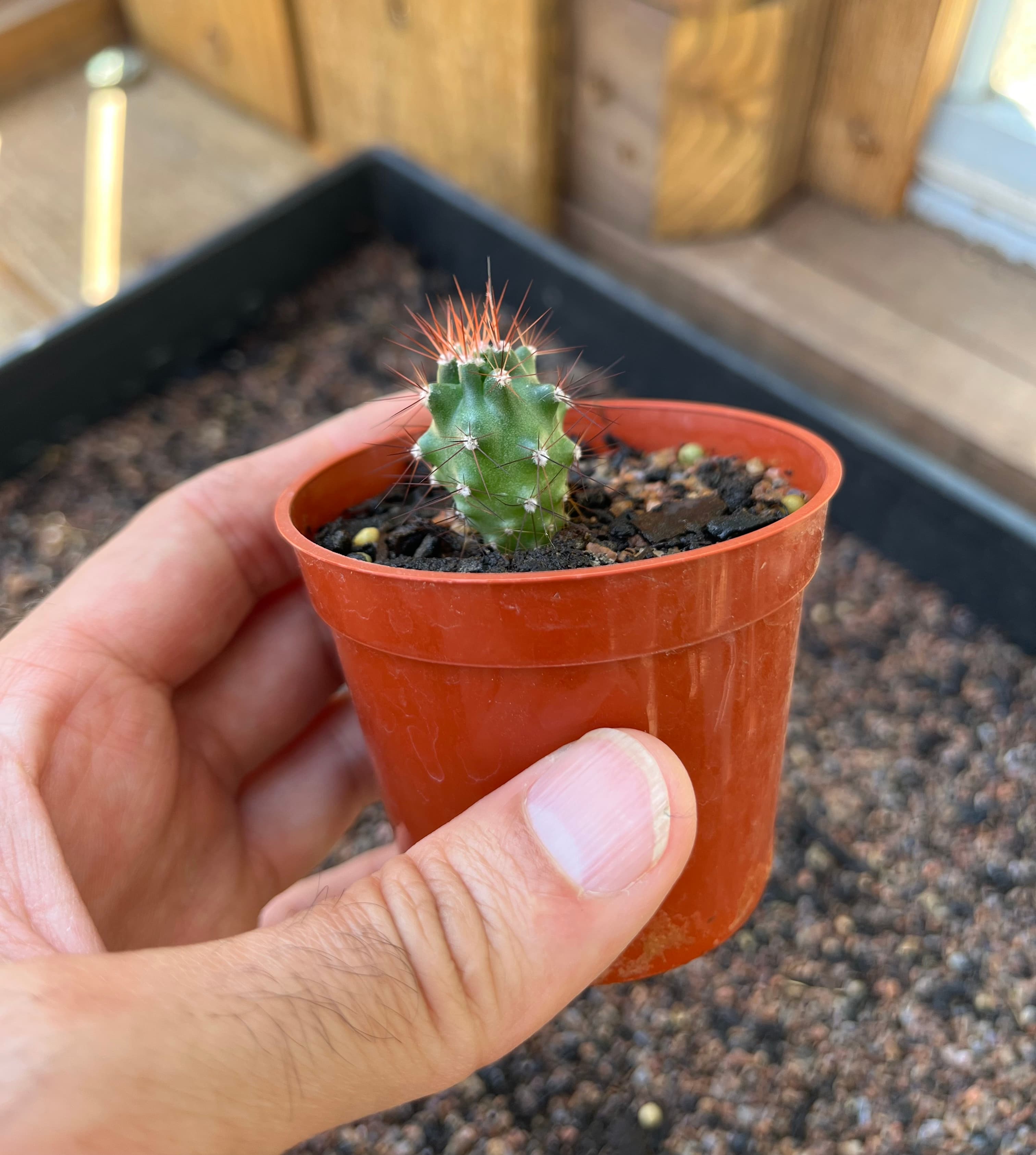 Scarlet Hedgehog Cactus