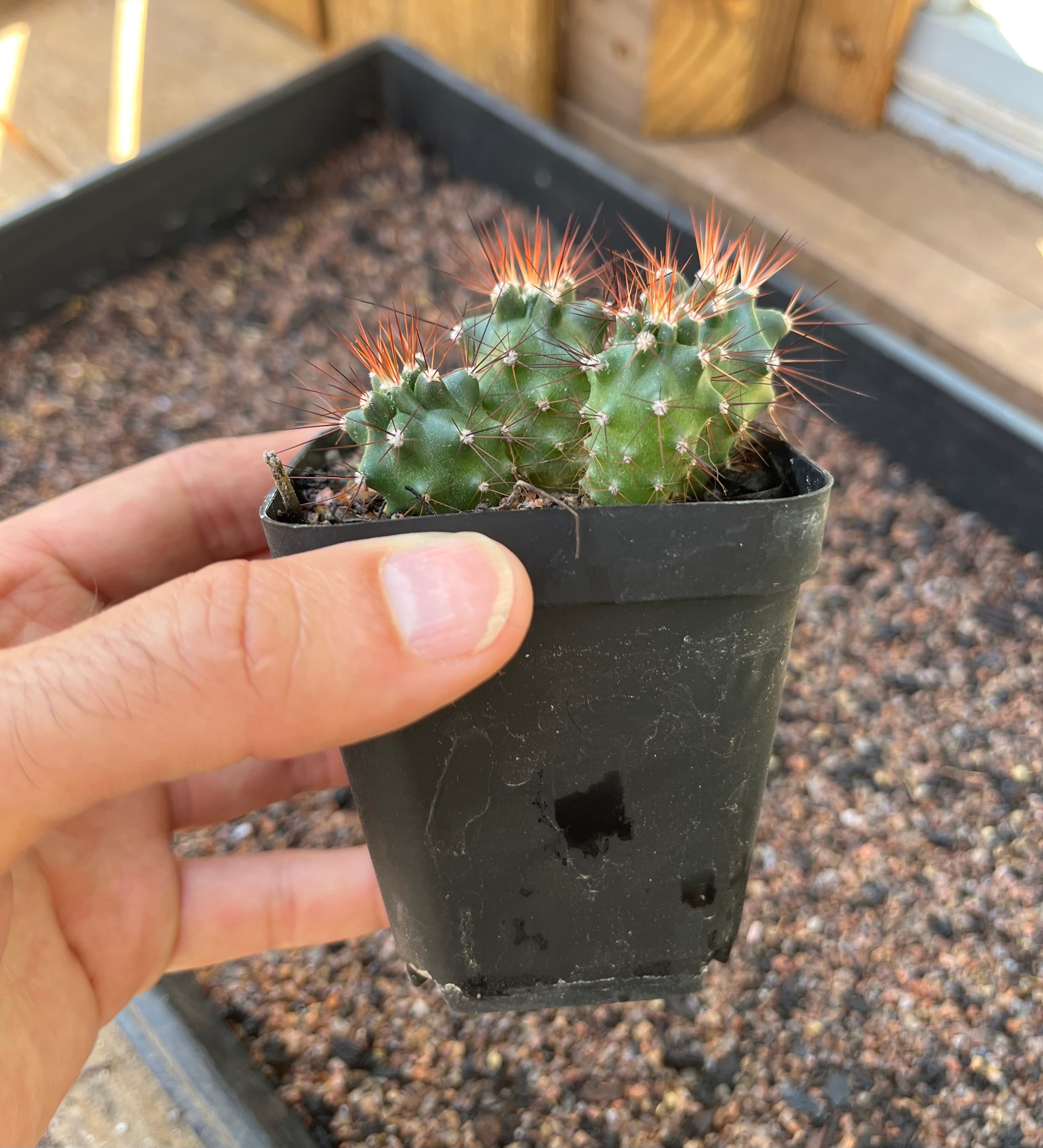 Scarlet Hedgehog Cactus
