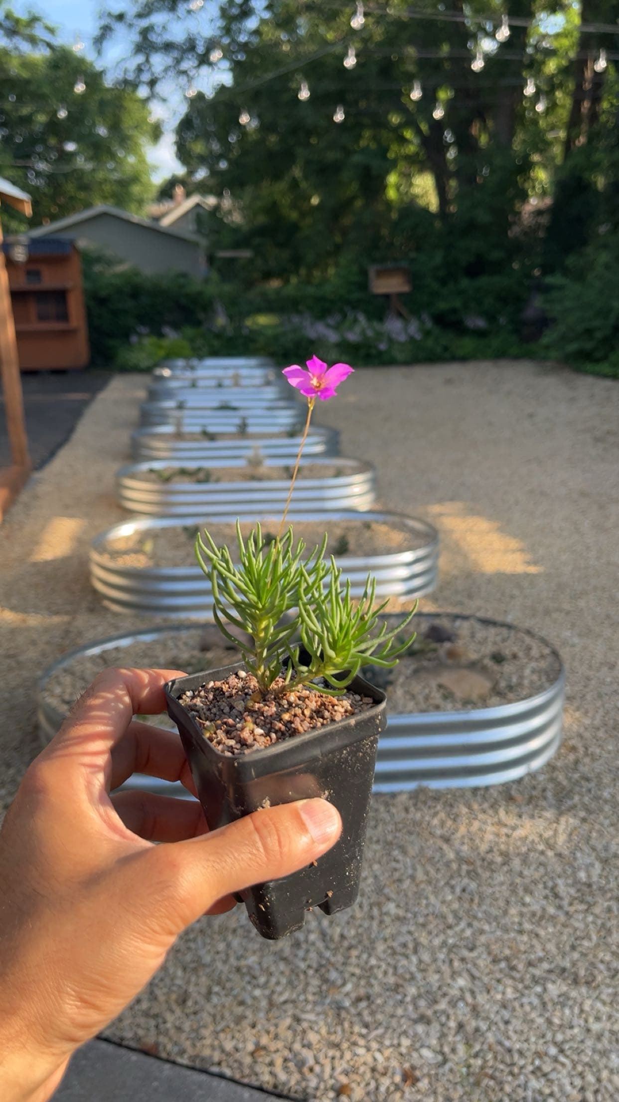 Largeflower Fameflower (P. calycinus)