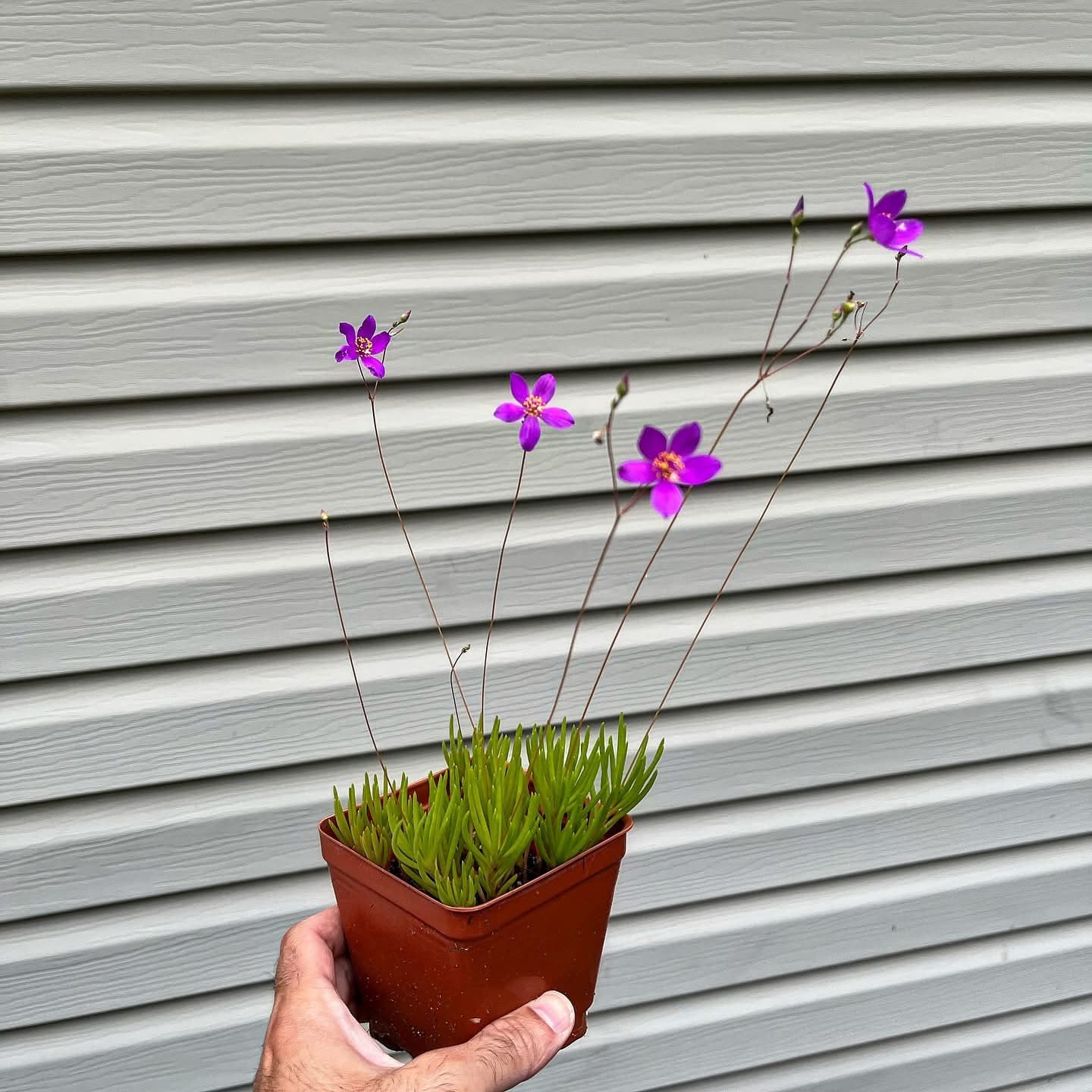 Largeflower Fameflower (P. calycinus)