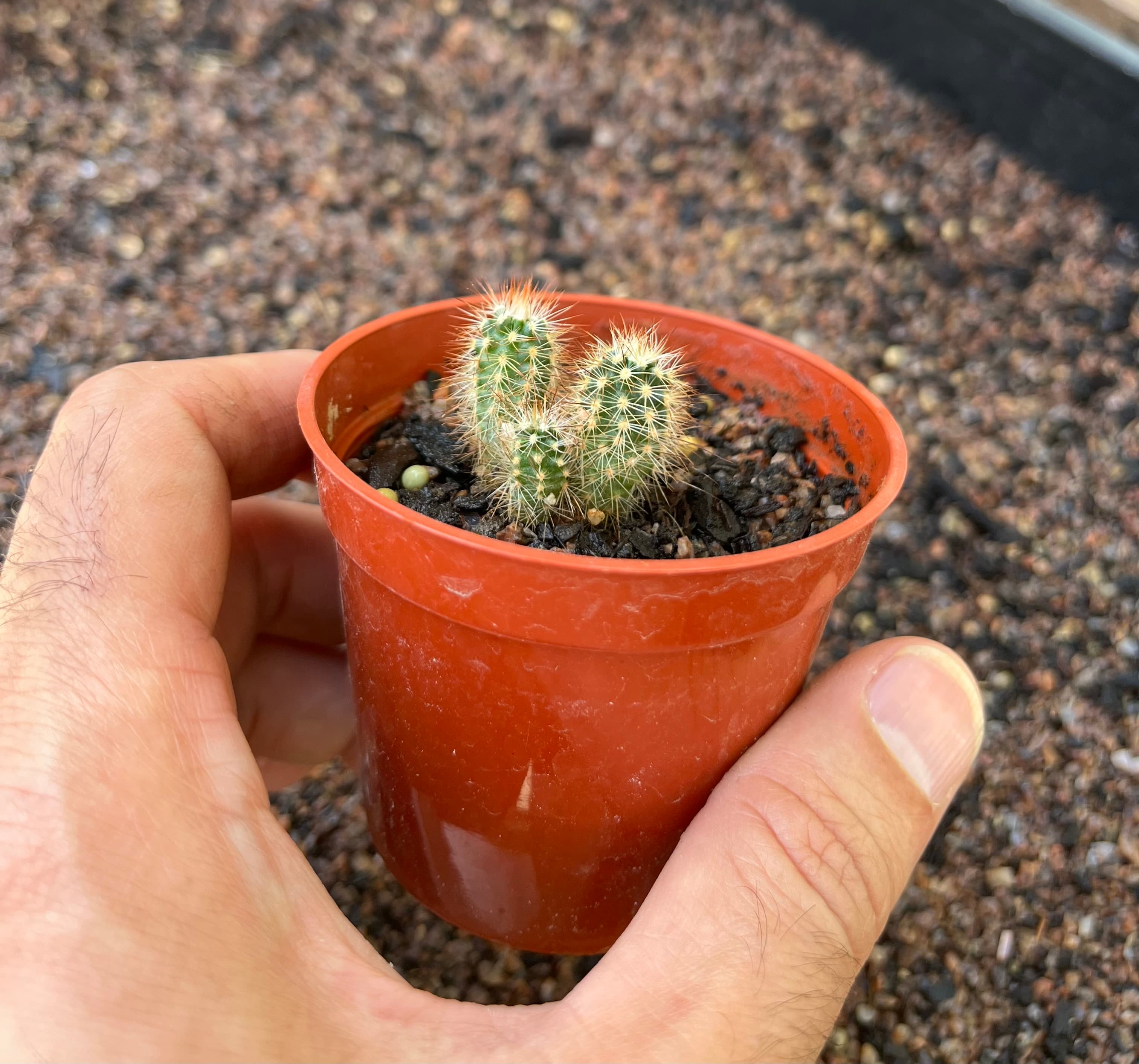 Lace Hedgehog Cactus (E. reichenbachii)