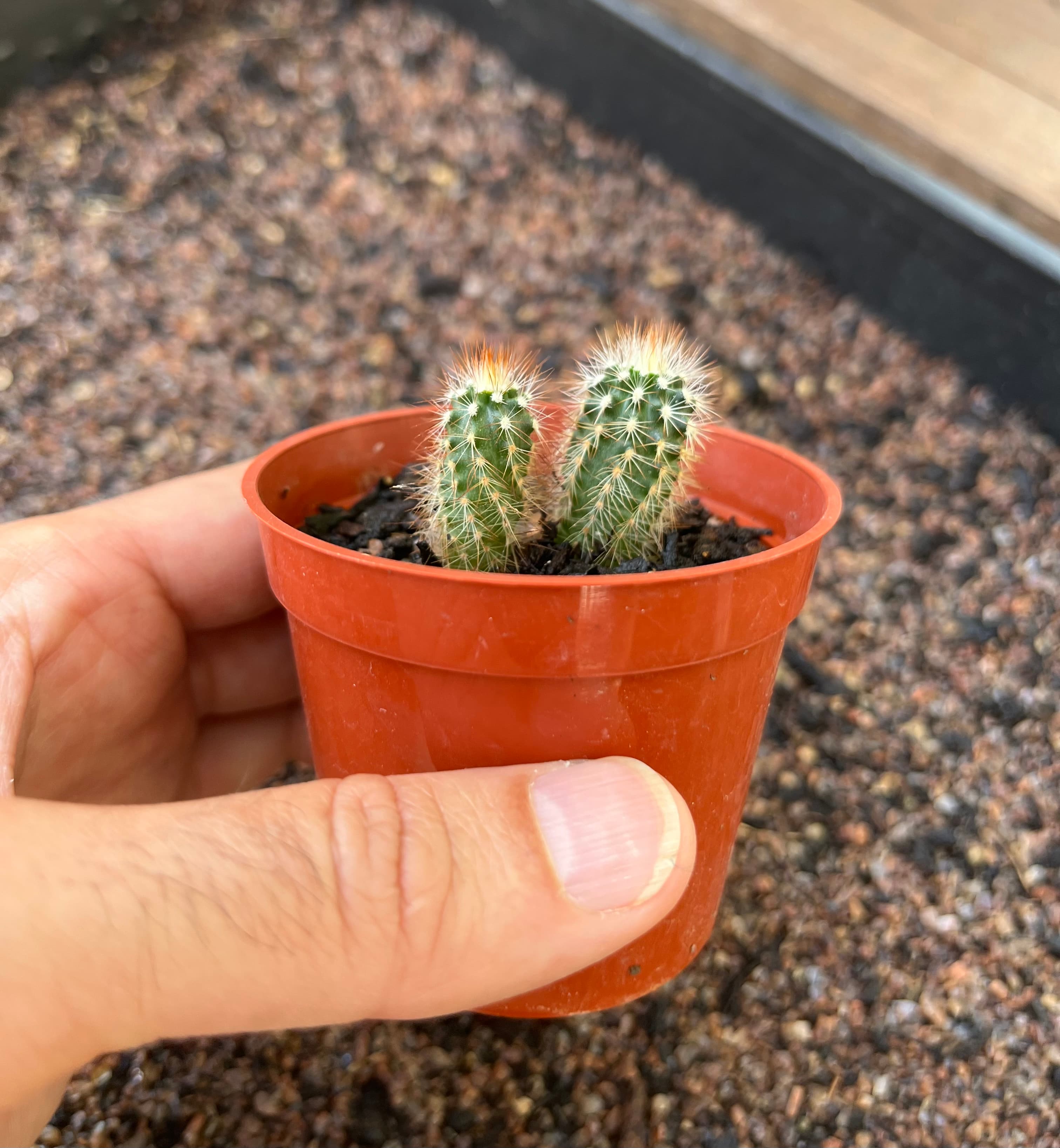 Lace Hedgehog Cactus (E. reichenbachii)