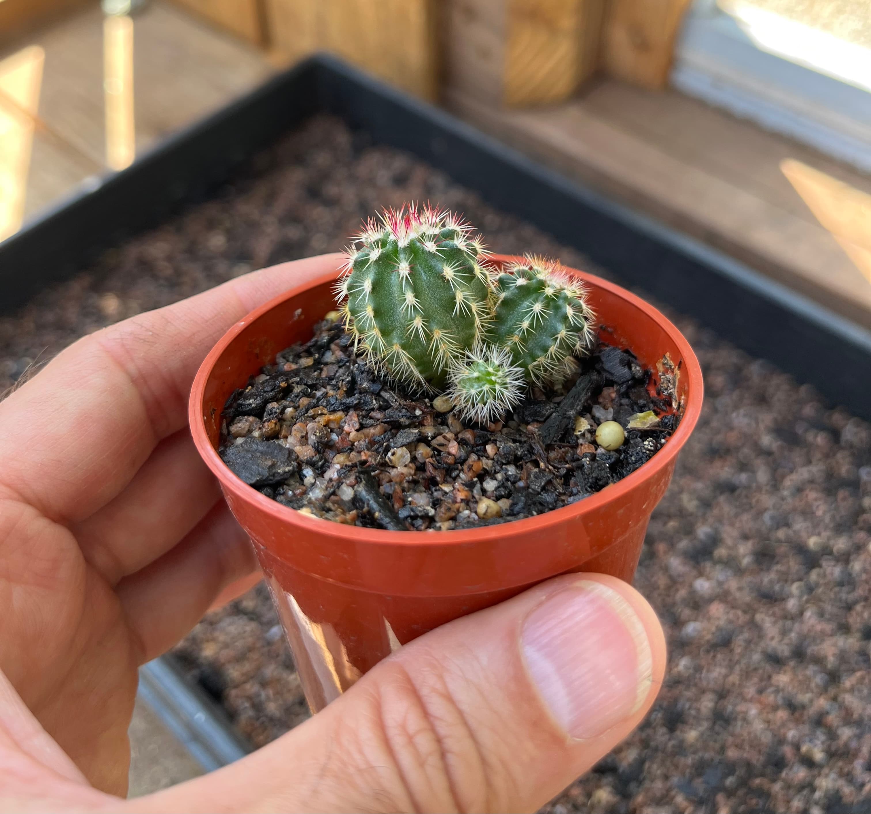 Nylon Hedgehog Cactus (E. viridiflorus)